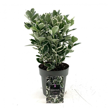 Euonymus japonicus 'Kathy' F00008481