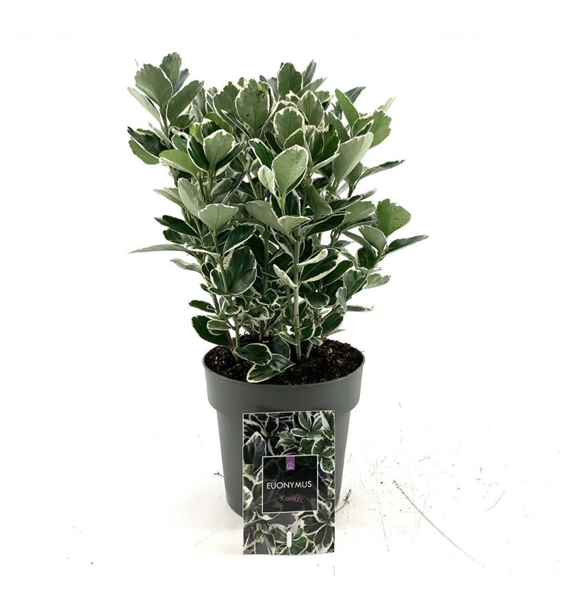 Euonymus japonicus 'Kathy' F00008481