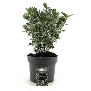 Euonymus japonicus 'Kathy' F00008485