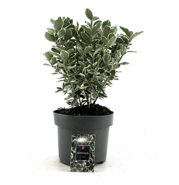 Euonymus japonicus 'Kathy' F00008485