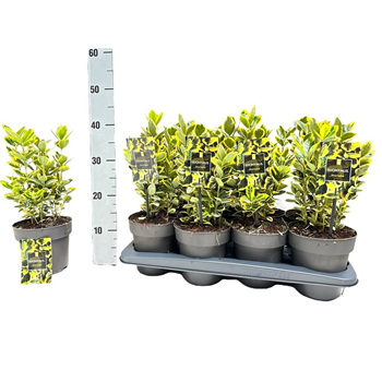 Euonymus japonicus 'Marieke' F00008482