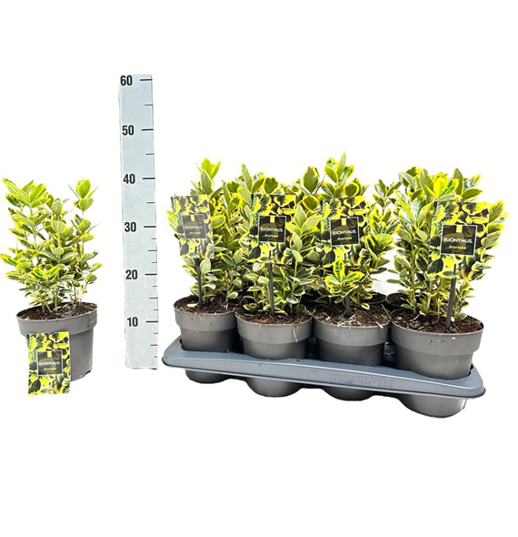 Euonymus japonicus 'Marieke' F00008482