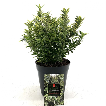 Euonymus japonicus 'Microphyllus Aureovariegatus' F00008459