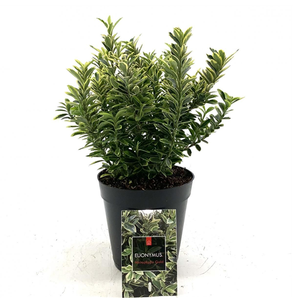 Euonymus japonicus 'Microphyllus Aureovariegatus' F00008459