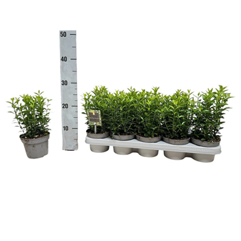 Euonymus japonicus 'Microphyllus' F00008469
