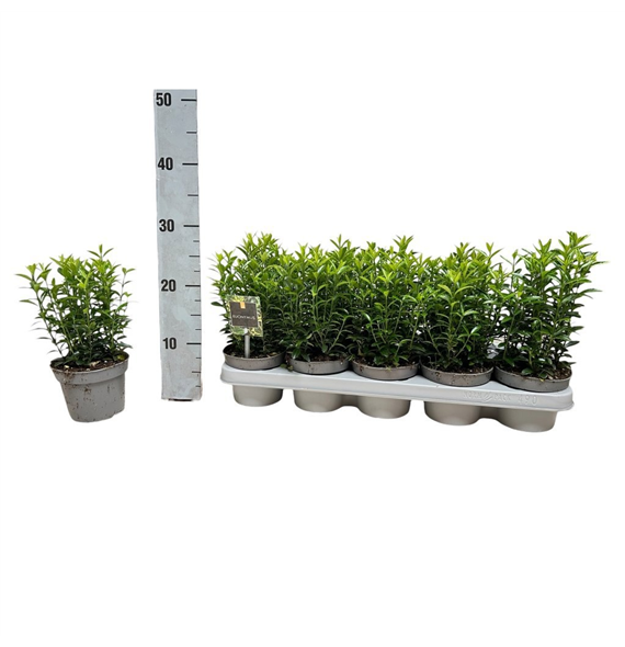 Euonymus japonicus 'Microphyllus' F00008469
