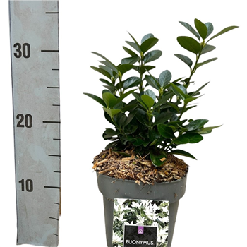Euonymus japonicus 'Mikajo' F00008472