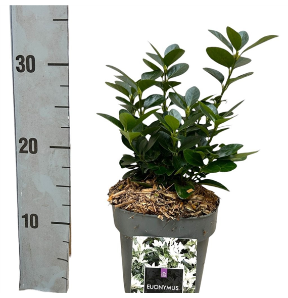 Euonymus japonicus 'Mikajo' F00008472
