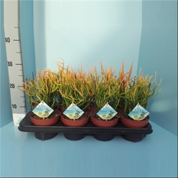 Euphorbia tirucalli F00004210