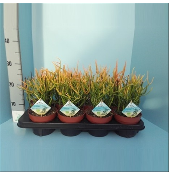 Euphorbia tirucalli F00004210