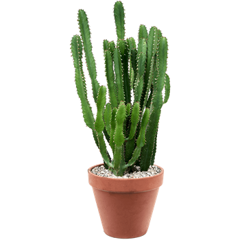 Euphorbia triangularis 4EUTRKK26