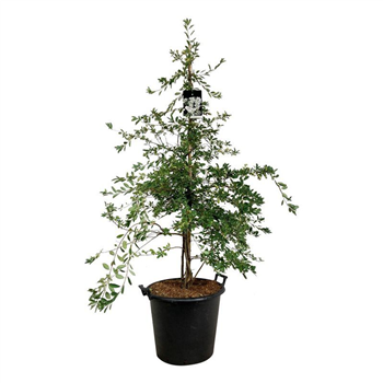 Exochorda 'The Bride' F00007230