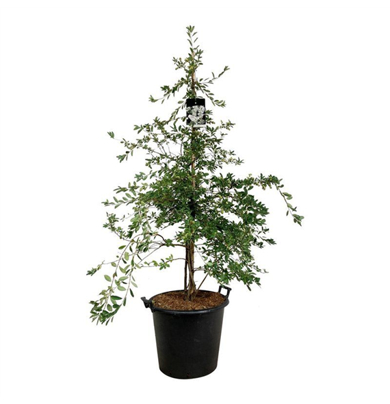 Exochorda 'The Bride' F00007230