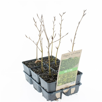Fagus sylvatica F00006800