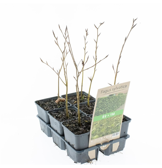 Fagus sylvatica F00006800