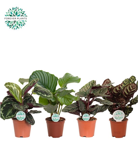 Kalateja mix mixed p14 45cm 14cm Q1112