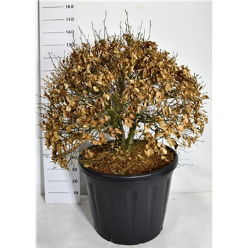 Fagus sylvatica 'Atropunicea' F00007535