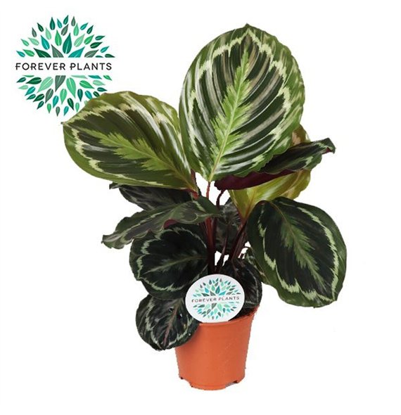 Kalateja medaillon Medallion p14 45cm 14cm Q1114