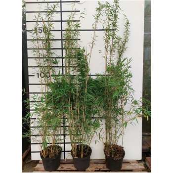Fargesia 'Deep Purple' F00008494