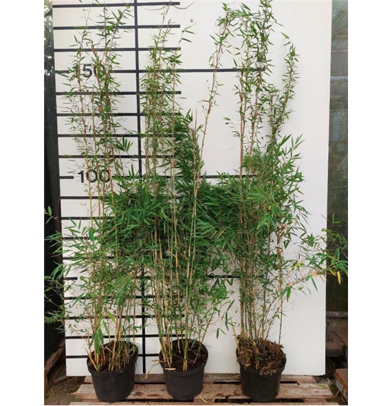 Fargesia 'Deep Purple' F00008494