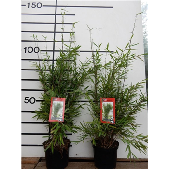 Fargesia 'Winter Joy' F00008490