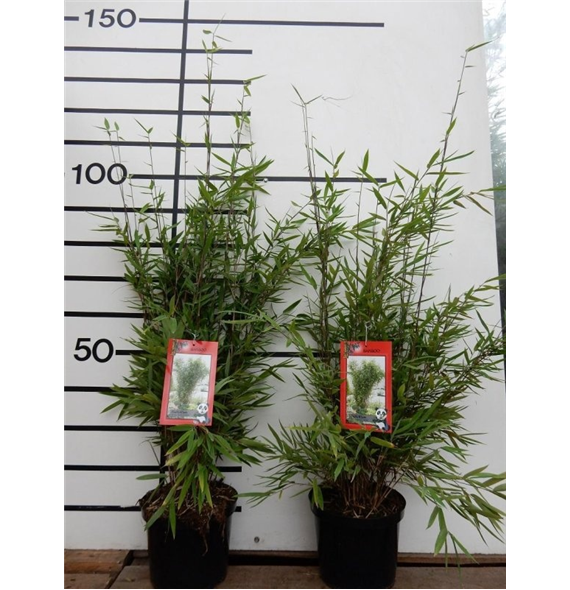 Fargesia 'Winter Joy' F00008490