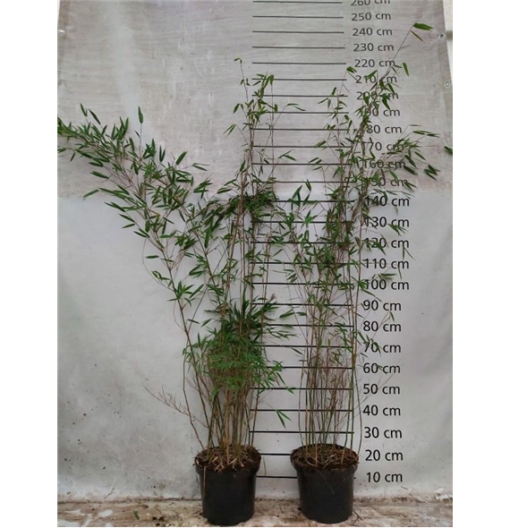 Fargesia murielae 'Obelisk' F00008492