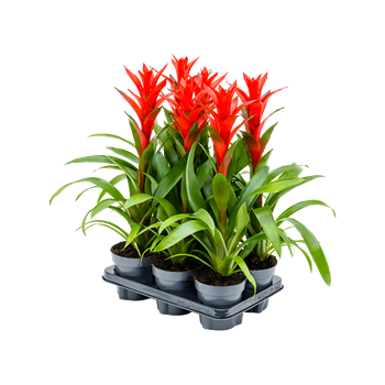 Guzmania 'Ostara' 6/tray 4GUZOBP04