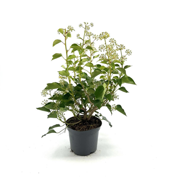 Hedera helix (Arborescent Grp) F00008453