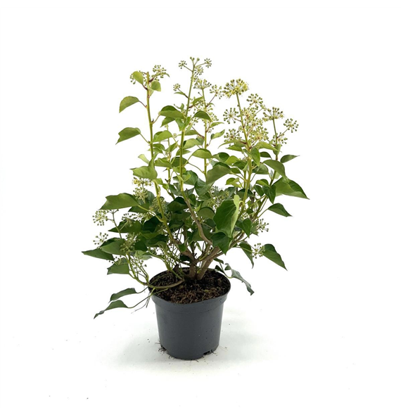 Hedera helix (Arborescent Grp) F00008453
