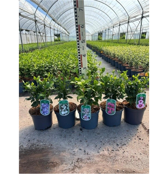 Hibiscus syriacus 'Duc de Brabant' F00008436