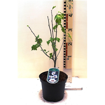 Hibiscus syriacus 'Melrose' F00008439