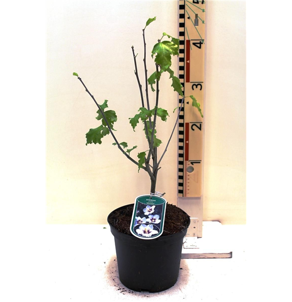 Hibiscus syriacus 'Melrose' F00008439