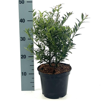 Ilex aquifolium 'Myrtifolia' F00008393
