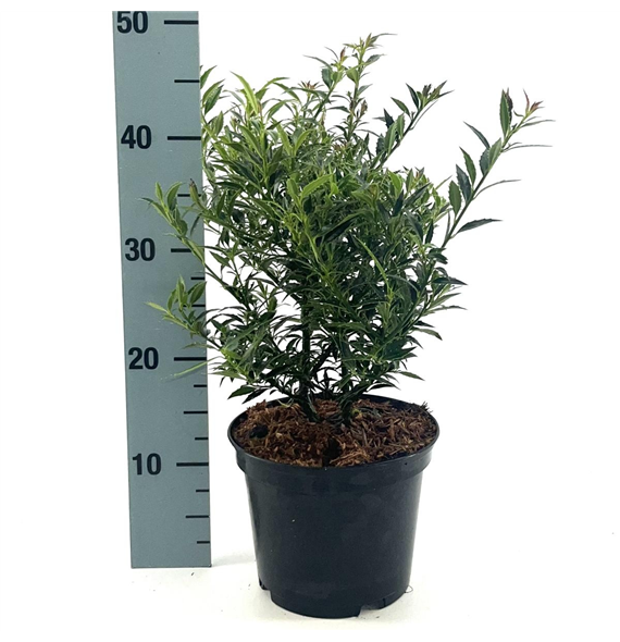 Ilex aquifolium 'Myrtifolia' F00008393