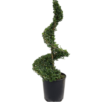 Ilex crenata 'Dark Green' 5ILCDSS05