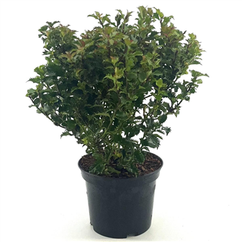 Ilex meserveae 'Little Rascal' F00008401