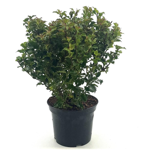 Ilex meserveae 'Little Rascal' F00008401