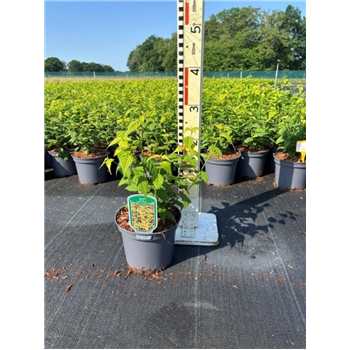 Kerria japonica 'Golden Guinea' F00008394