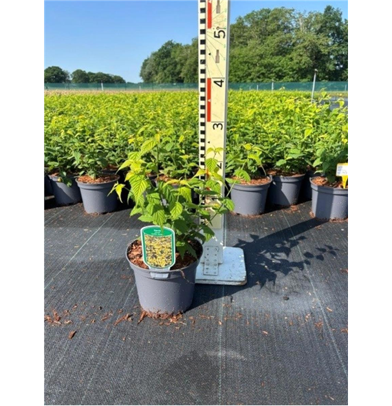 Kerria japonica 'Golden Guinea' F00008394