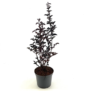 Lagerstroemia indica 'Crimson Red' F00008413