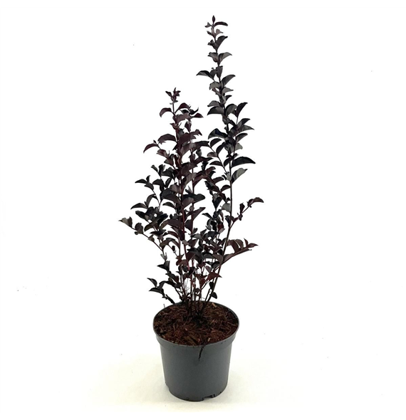 Lagerstroemia indica 'Crimson Red' F00008413