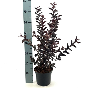 Lagerstroemia indica 'Mystic Magenta' F00008414
