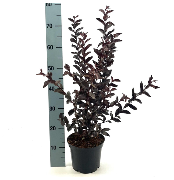 Lagerstroemia indica 'Mystic Magenta' F00008414