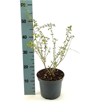 Lycium barbarum F00008349
