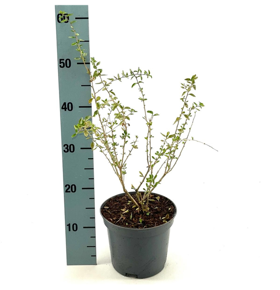 Lycium barbarum F00008349