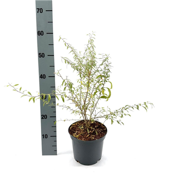 Lycium barbarum 'Little Goji' F00008368