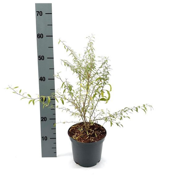 Lycium barbarum 'Little Goji' F00008368