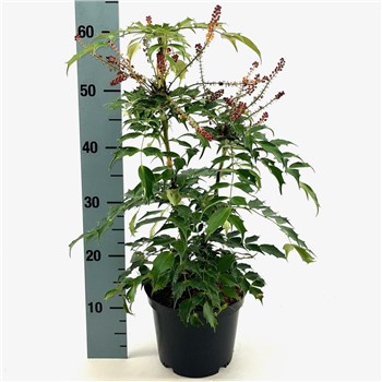 Mahonia eurybracteata 'Cabaret' F00008421