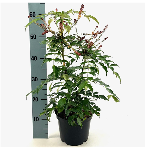 Mahonia eurybracteata 'Cabaret' F00008421